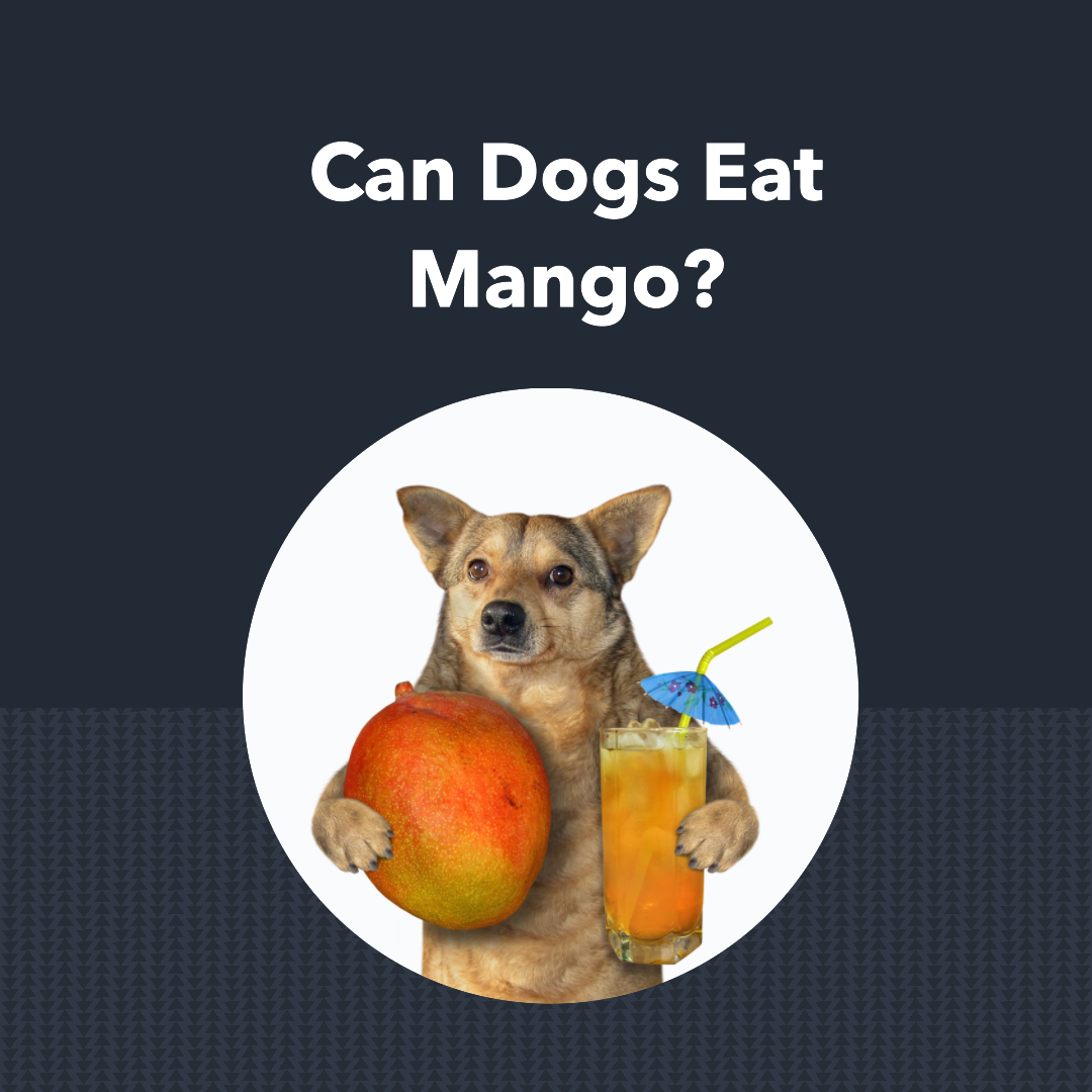 Can Dogs Eat Mangos