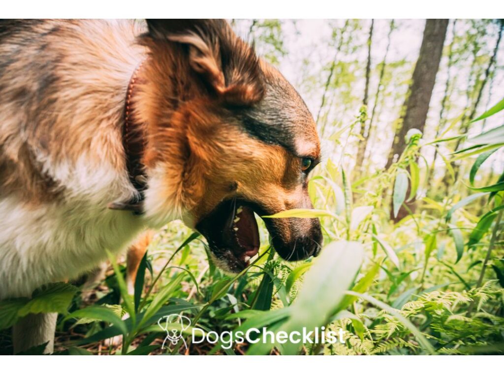 Can Dogs Eat Lemongrass?