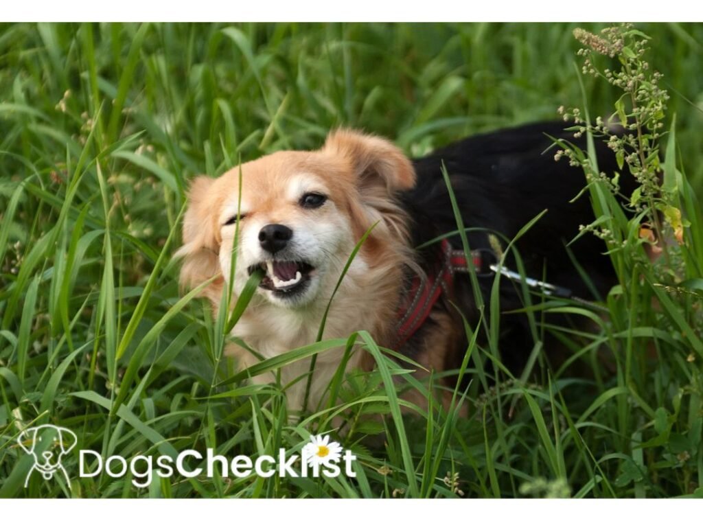 Can Dogs Eat Lemongrass?