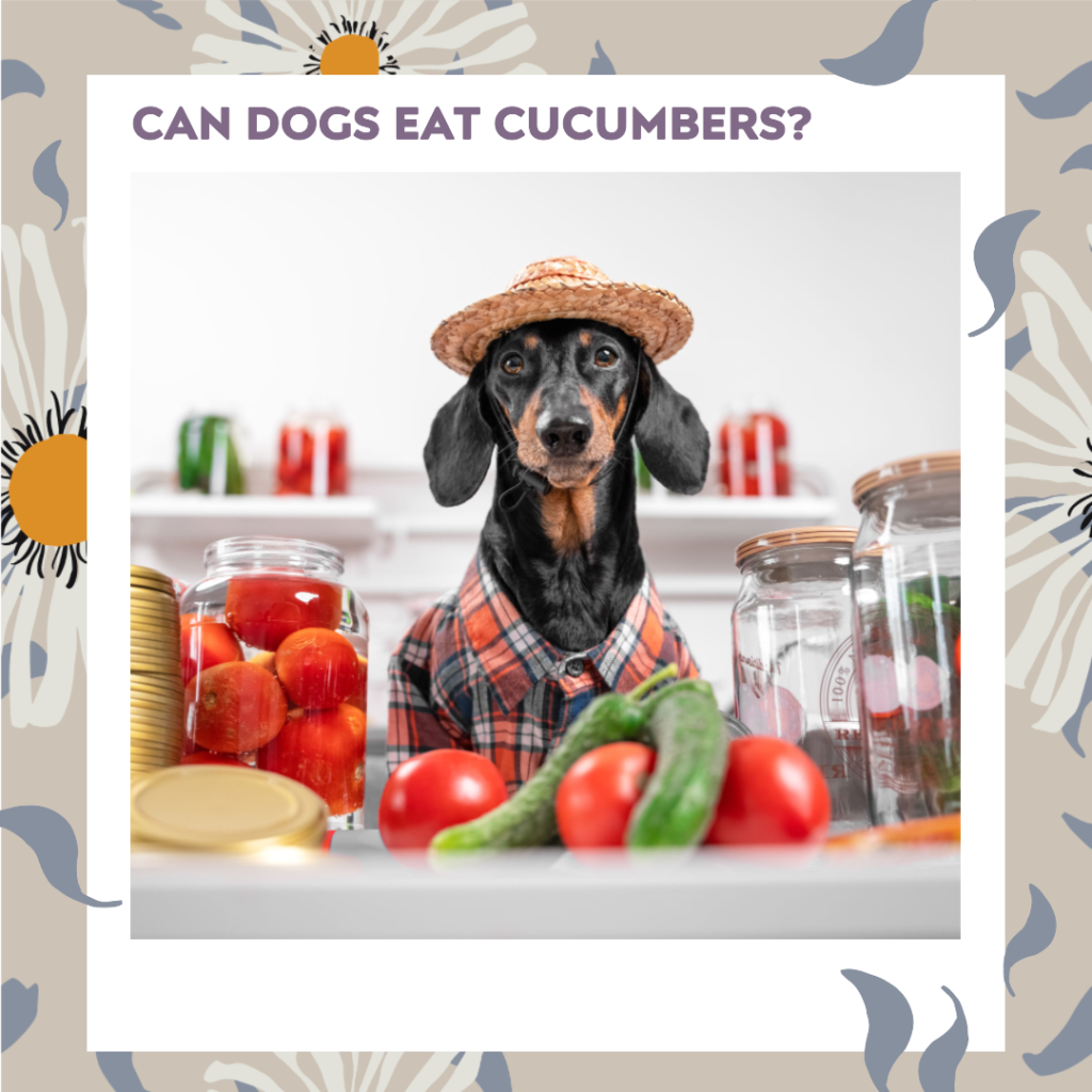 Can Dogs Eat Cucumbers