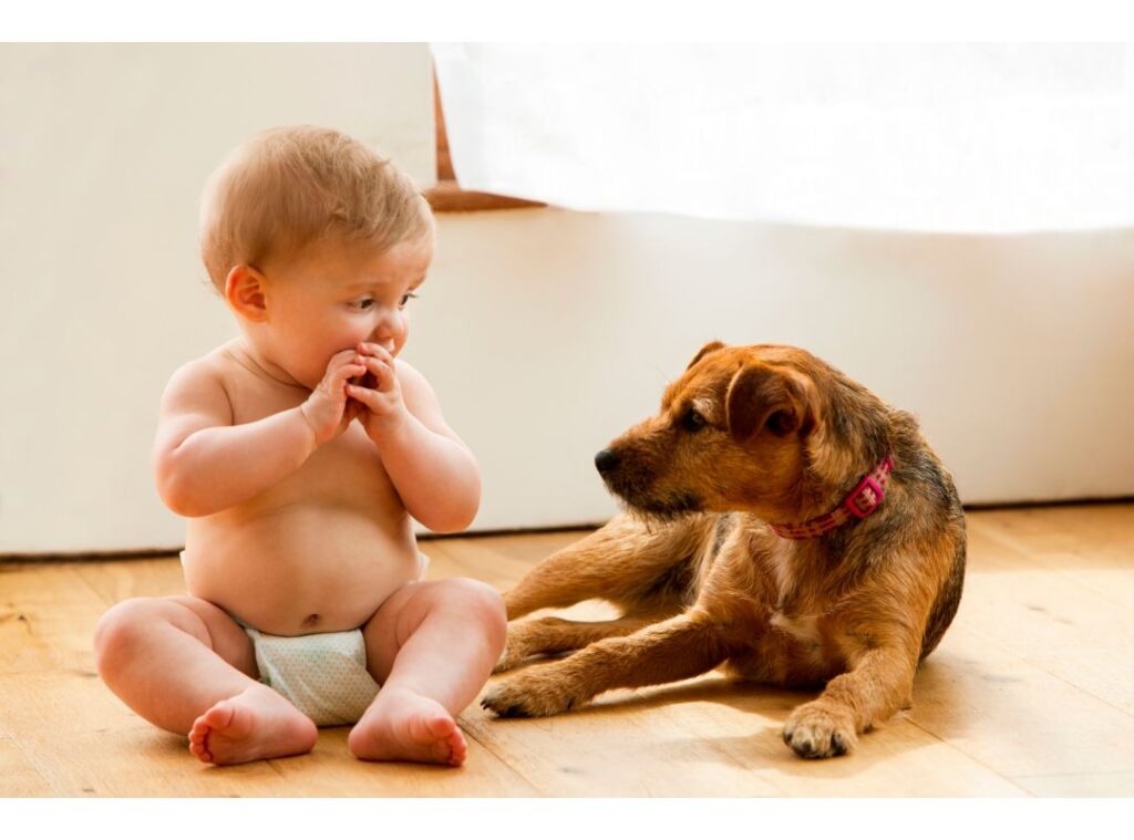 Why Are Dogs Protective Of Babies