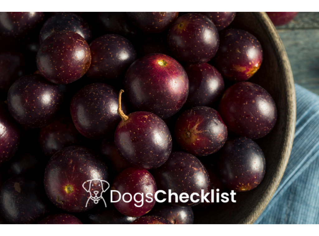 Can Dogs Eat Muscadines