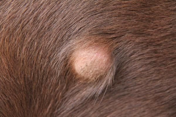 lumps on senior dogs