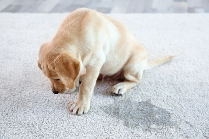 senior dog incontinence