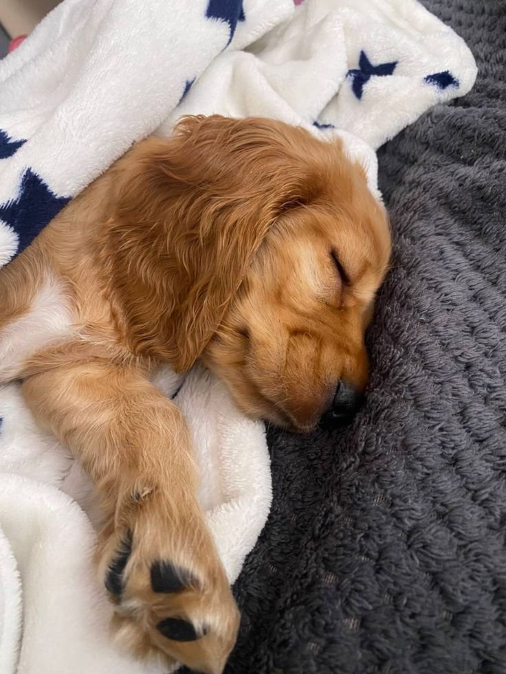 old dog covered up with blankets, sleeping on a soft bed - why senior dogs sleep so much